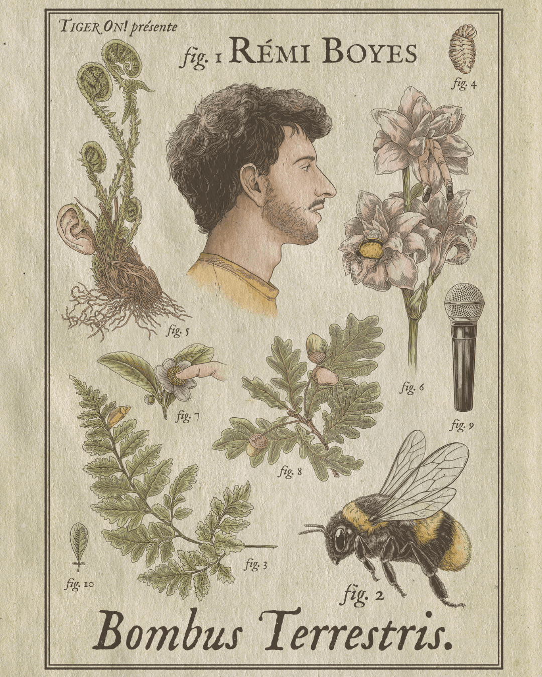 Rémi Boyes - Bombus Terrestris