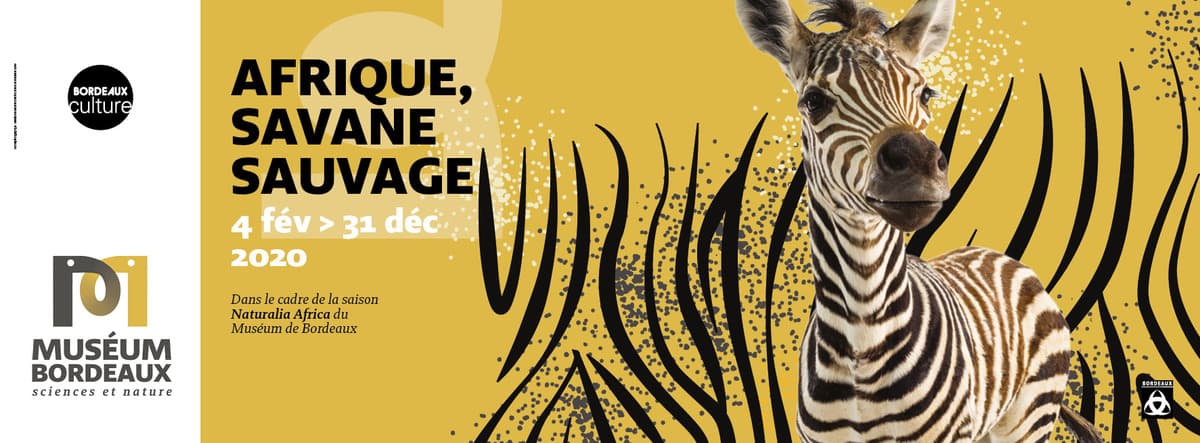 Afrique, savane sauvage