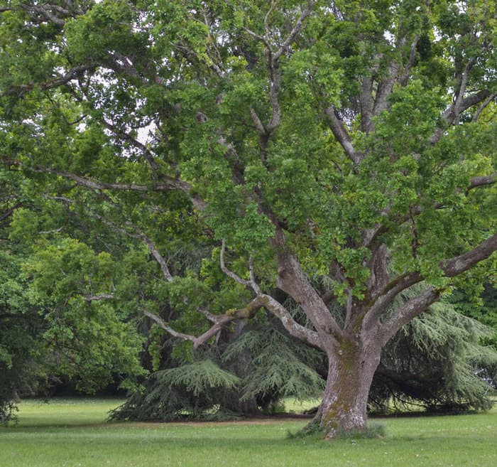 L'Arbre