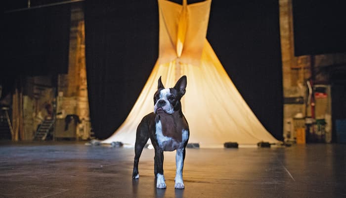 Patrice Thibaud - ''Coyote''