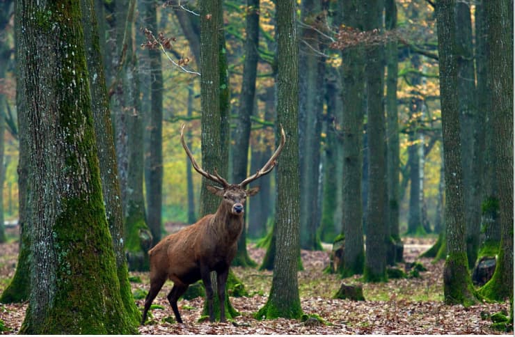 La forêt face au changement climatique