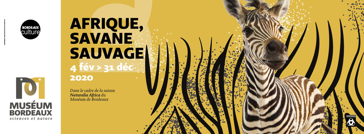 Afrique, savane sauvage