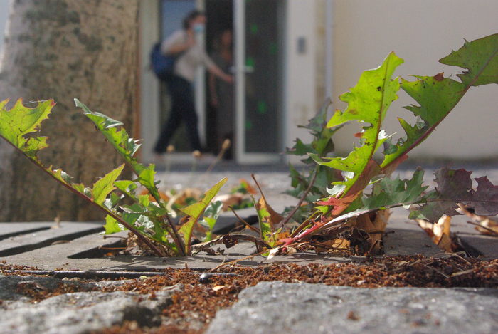 Jardins de Trottoir